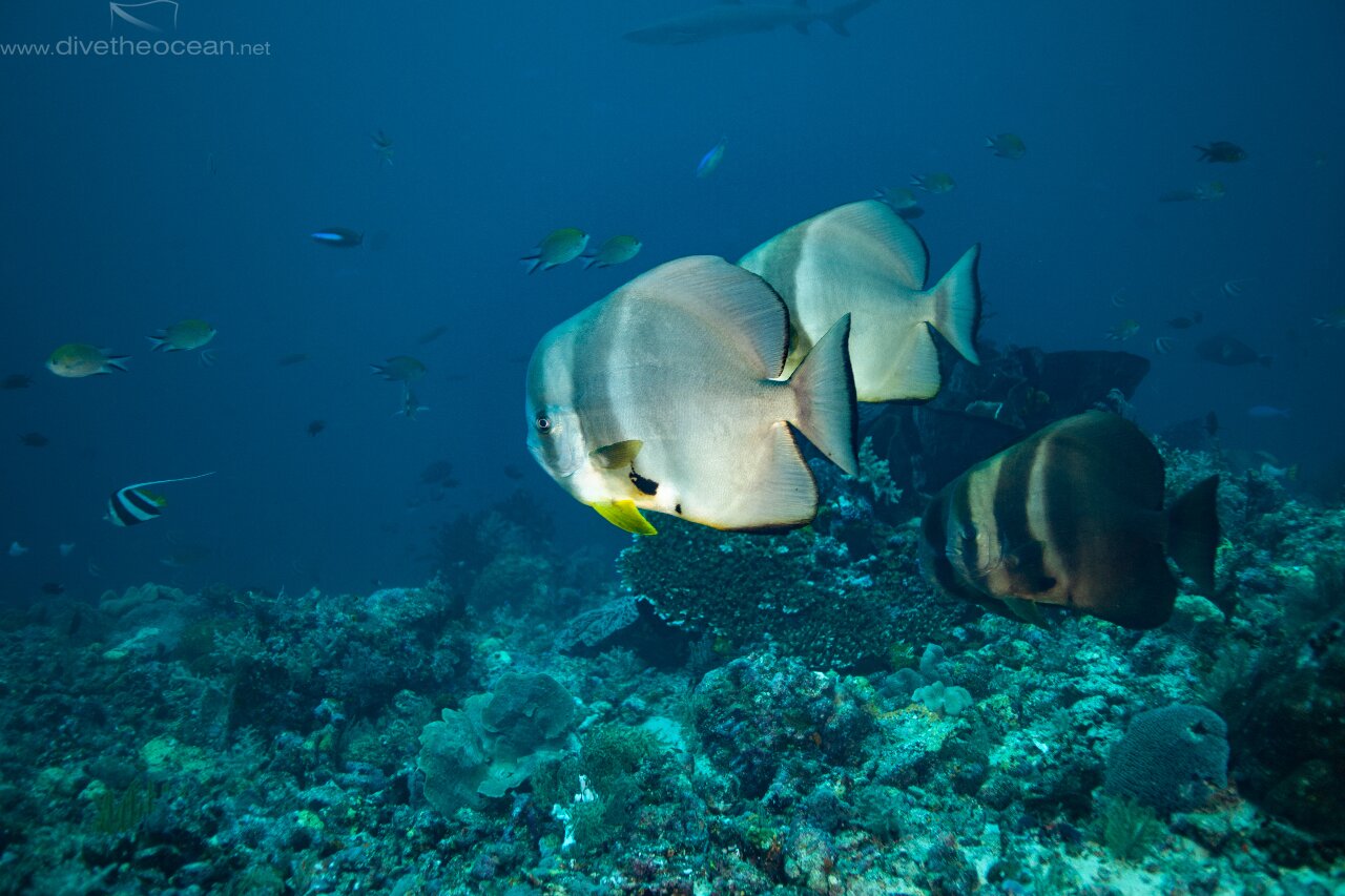 Bat fish