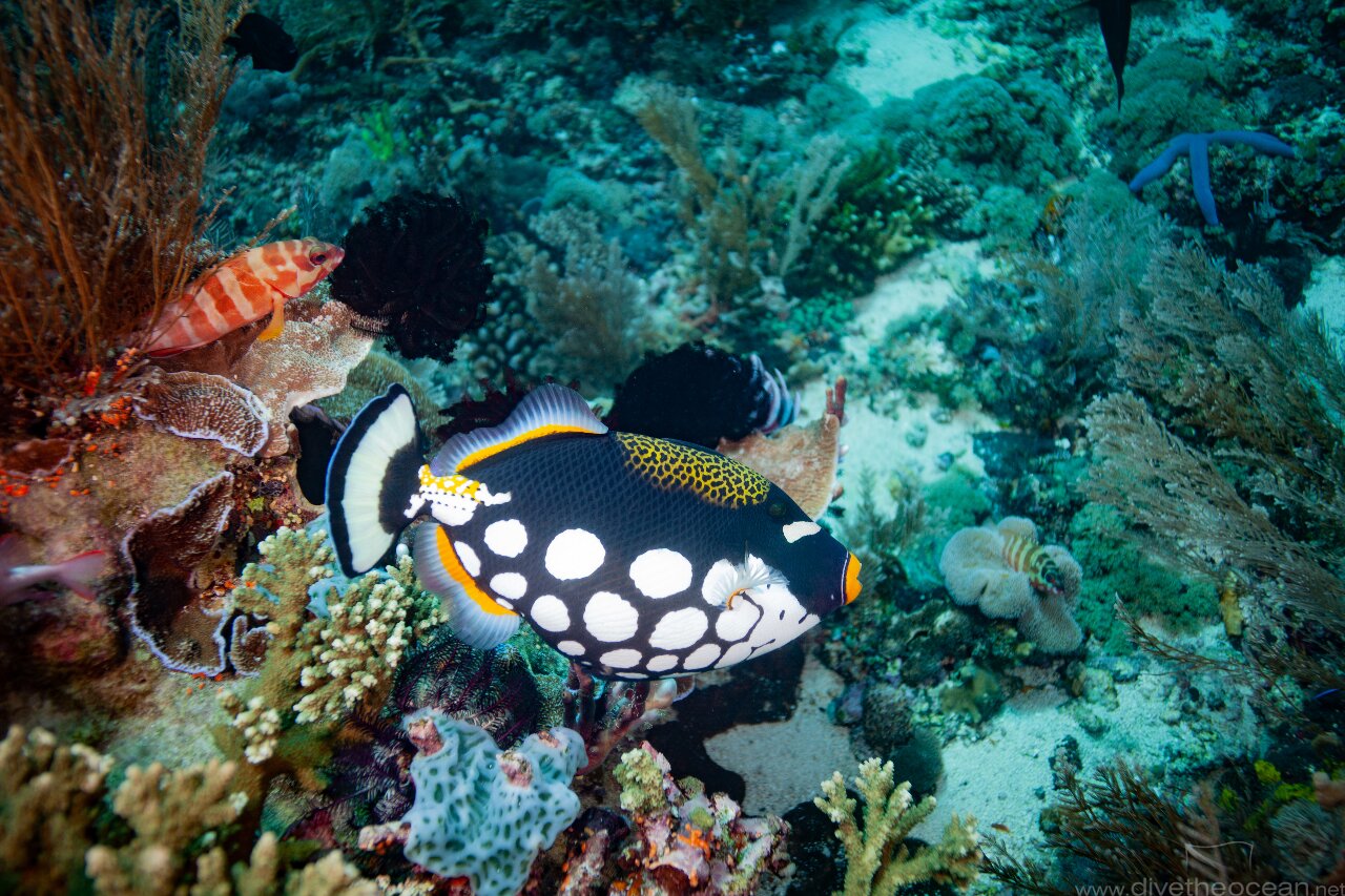 Clown triggerfish