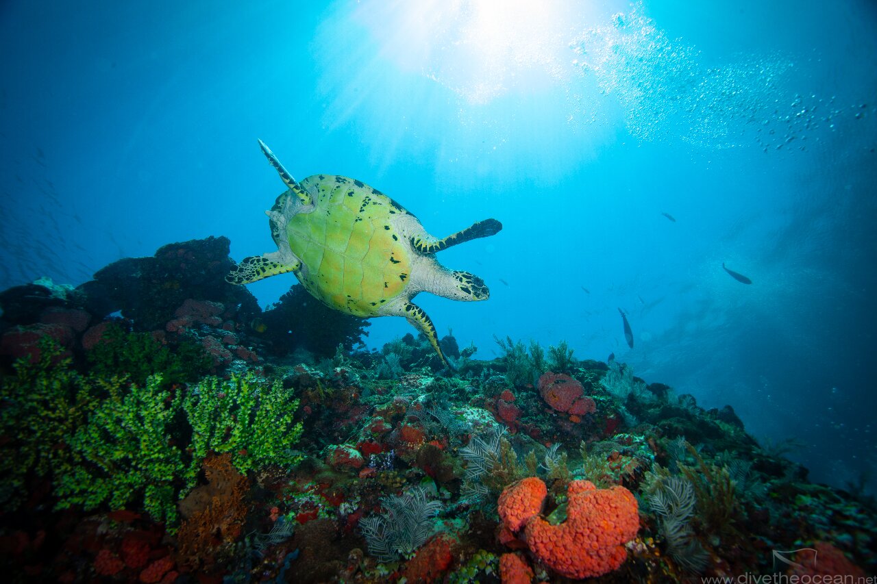 Green Turtle in sun rays - Komodo