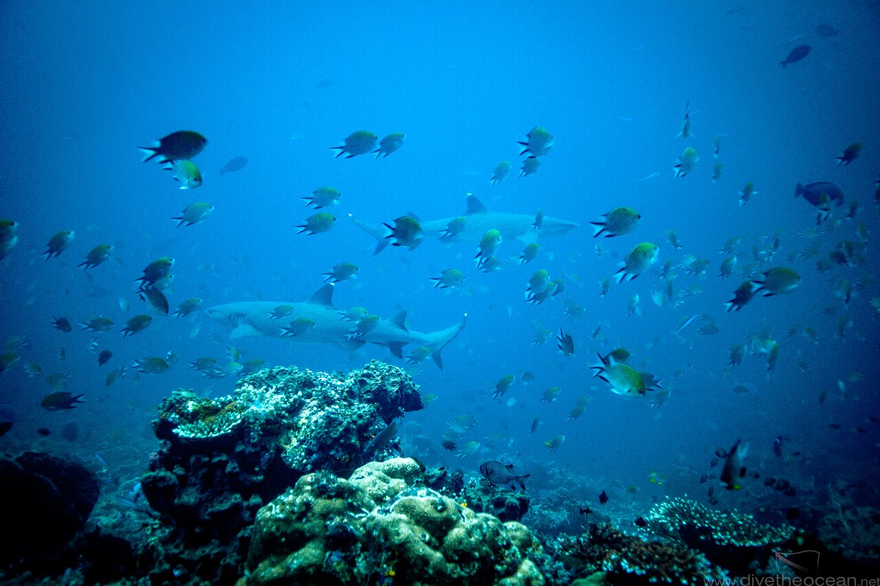 White tip sharks