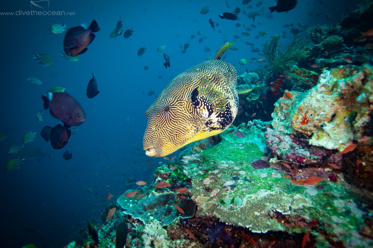 Puffer fish