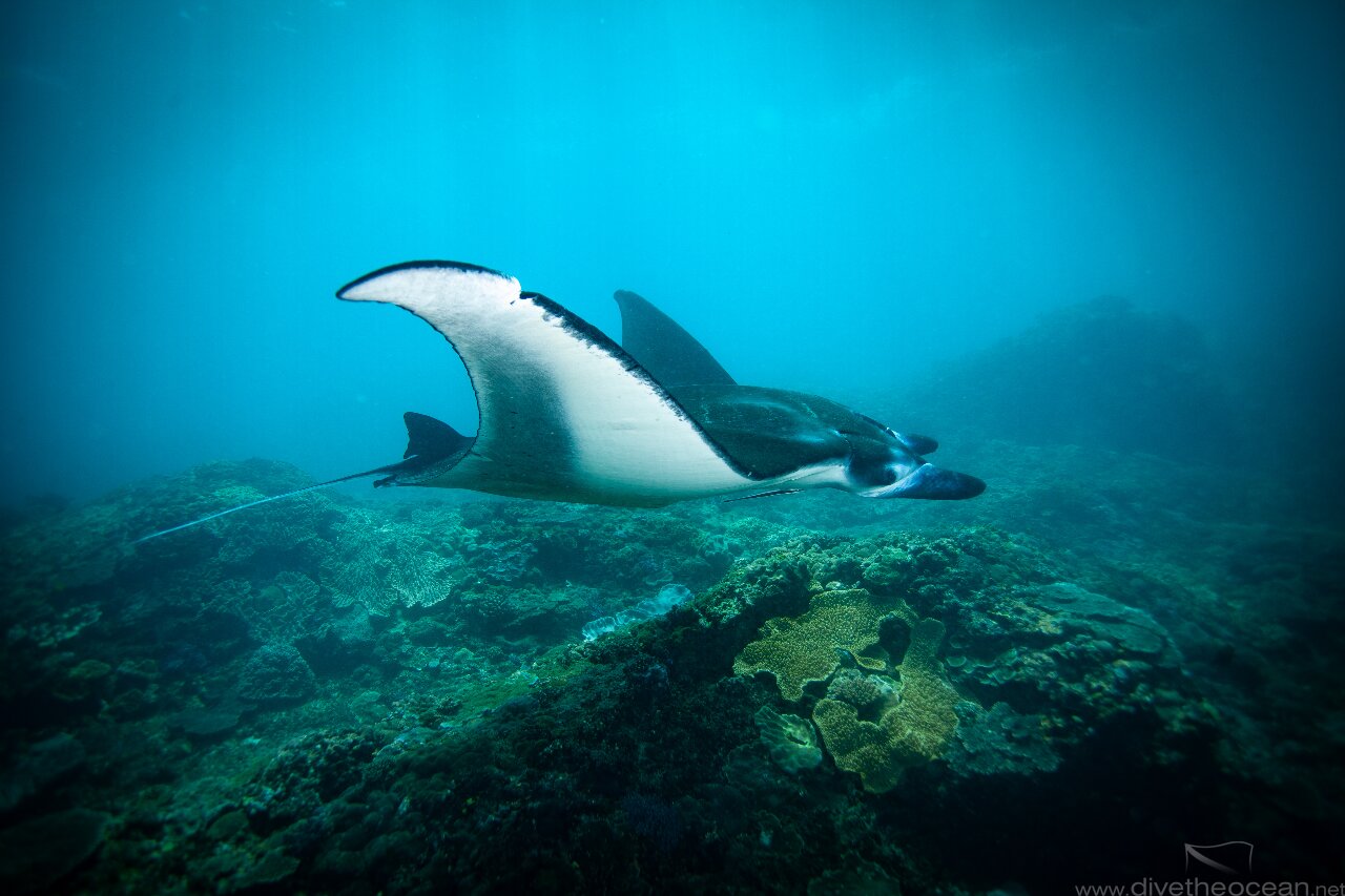 Manta ray