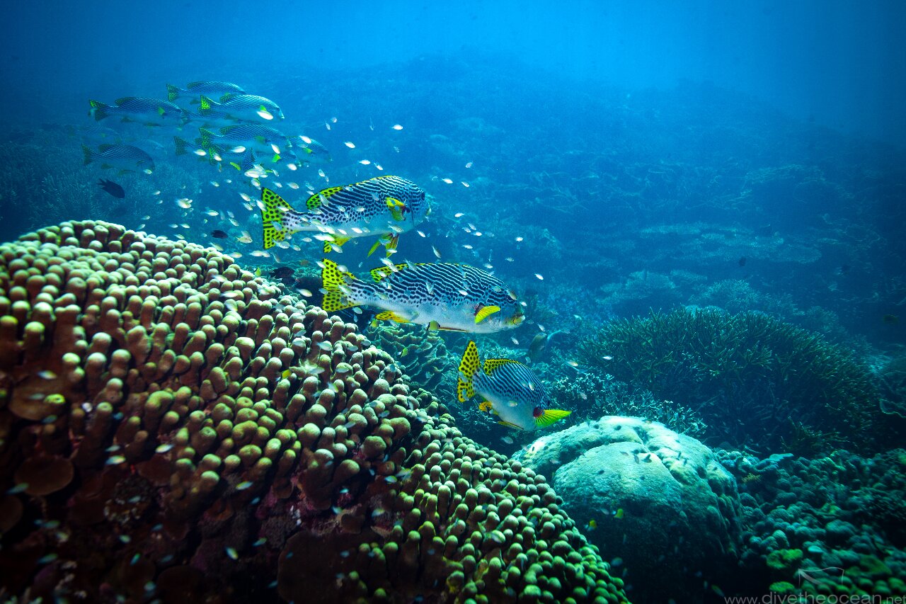 Giant Blackdot Yellowfin