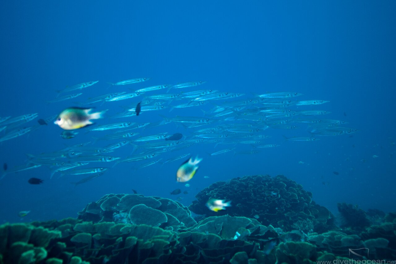 School of barracuda