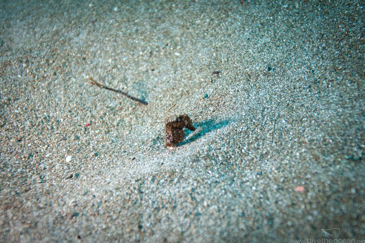 Sea Horse in Crystal Bay