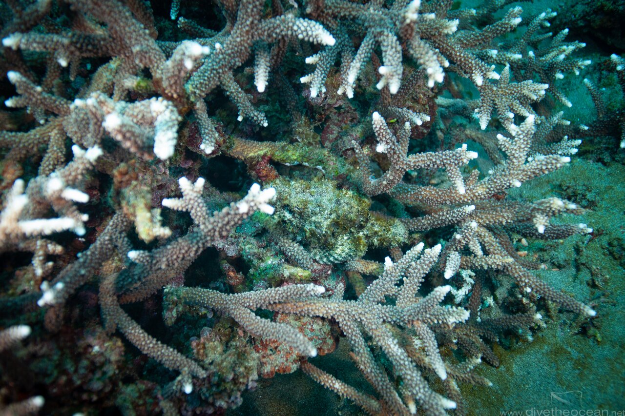 Scorpion fish