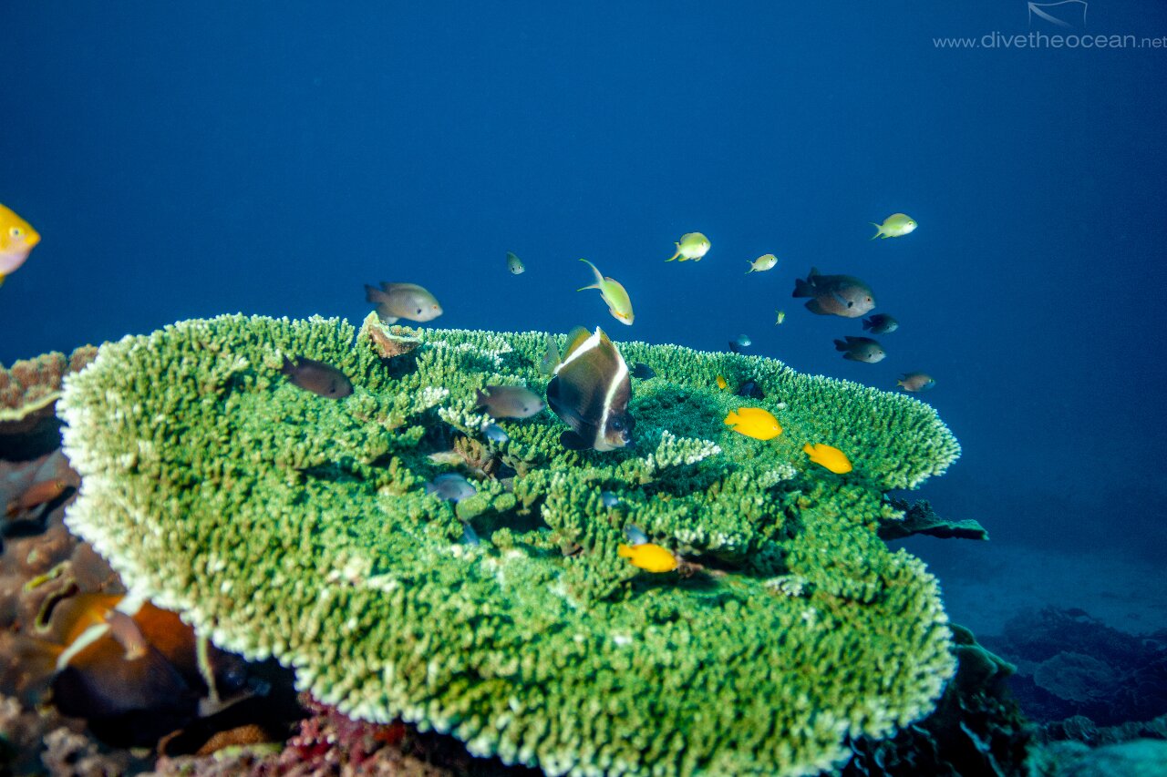 Green table coral