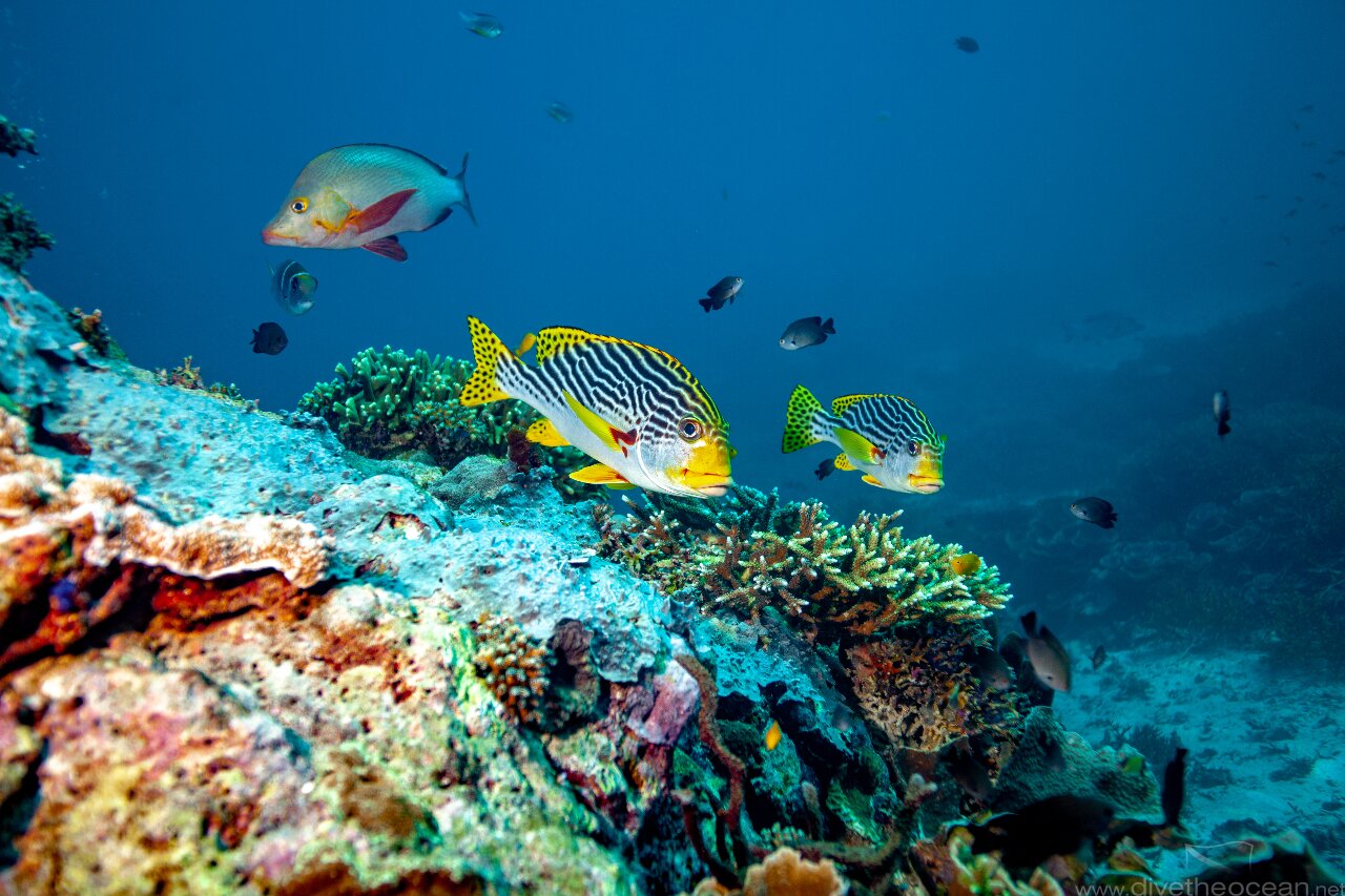 Striped Sweetlips On A Reef