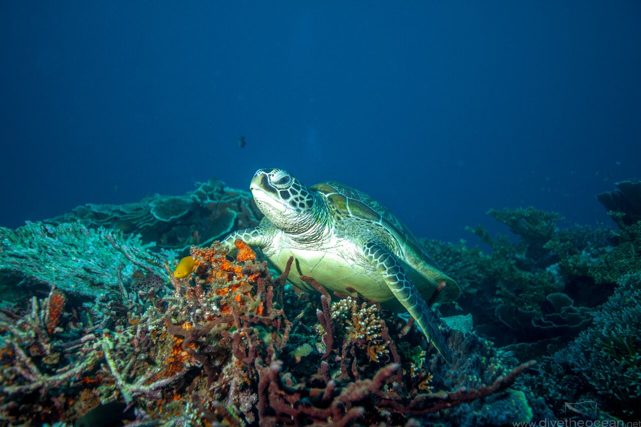 Green Turtle