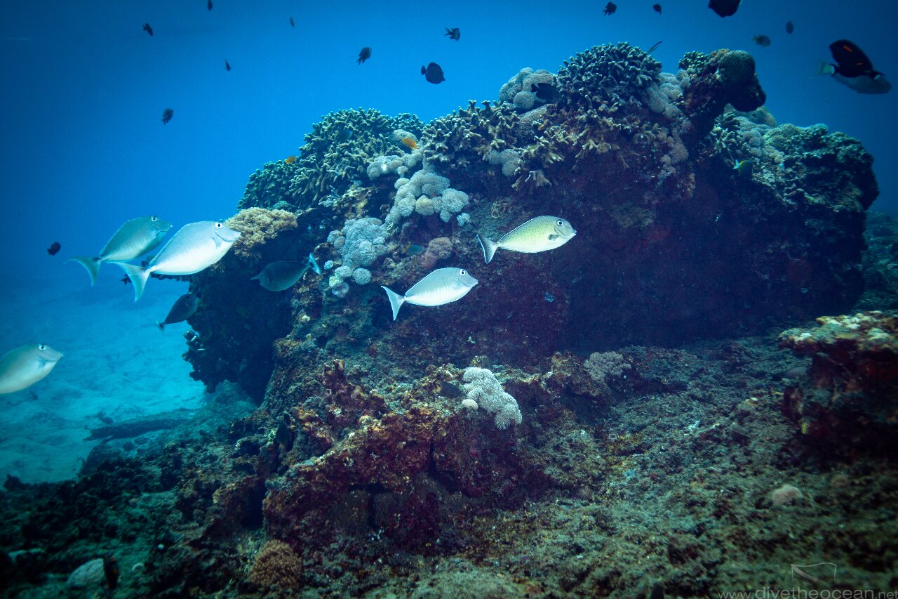 Coral landscape Komodo