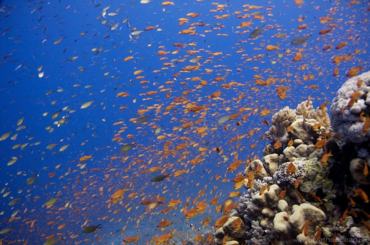 Jewel fairy basslets (Pseudanthias squamipinnis)