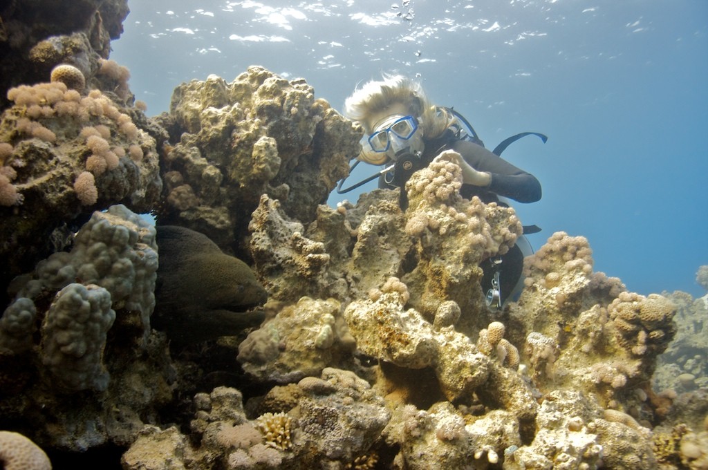 Moray eel