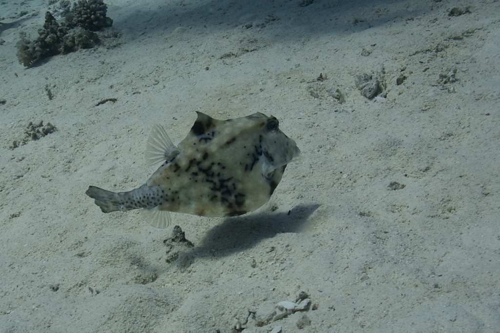 Thornback trunkfish (Tetrosomus gibbosus)