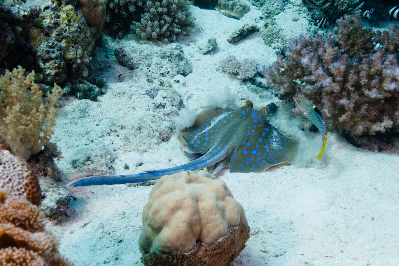 Bluespotted stingray (Taeniura lymma) & Parrotfish