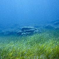 Sea Grass arround Cyprus