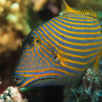 Orange-striped triggerfish (Balistapus undulatus)