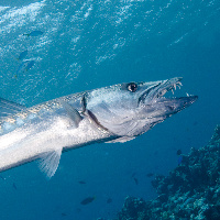 Teeth of Great Barracuda