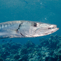 Great Barracuda in current