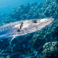 Great Barracuda in action