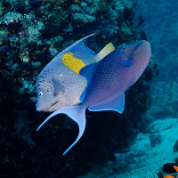 Dancing Arabian angelfish (Pomacanthus maculosus) & Redtooth triggerfish (Odonus niger)