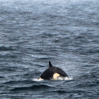 Orcas in Vestfjord, Lofoten, Norway