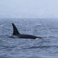 Orcas in Vestfjord, Lofoten, Norway