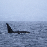 Orcas in Vestfjord, Lofoten, Norway