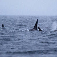 Orcas in Vestfjord, Lofoten, Norway