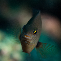 Slender damself (Pomacentrus leptus)