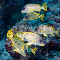 Blackspotted sweetlips (Plectorhinchus gaterinus)