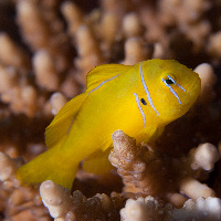 Lemon coral goby (Gobiodon citrinus)