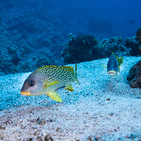 Blackspotted sweetlips (Plectorhinchus gaterinus)