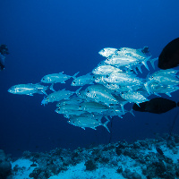 Bigeye trevally (Caranx sexfasciatus)