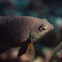 Slender damself (Pomacentrus leptus)