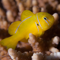 Lemon coral goby (Gobiodon citrinus)