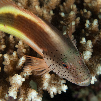 Forster's hawkfish (Paracirrhites forsteri)