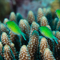 Bluegreen puller (Chromis viridis)