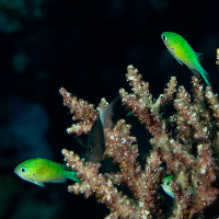 Bluegreen puller (Chromis viridis)