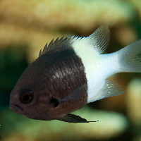 Bicolor puller (Chromis dimidiata)