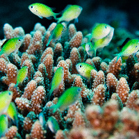 Bluegreen puller (Chromis viridis)