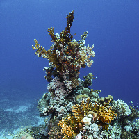 Hard coral sculpture