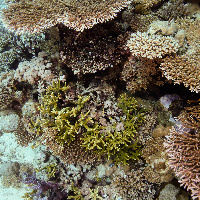 Various hard coral near Blue Bell wreck