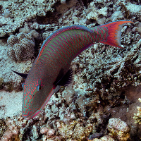 Bicolor parrofish (Cetoscarus bicolor)