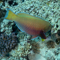 Rusty parrotfish (Scarus ferrugineus)