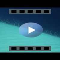Garden eels - HD video