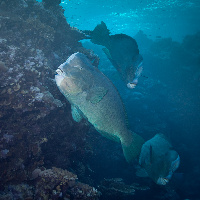 Group of Humphead parrotfish (Bolbometopon muricatum)