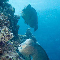 Group of Humphead parrotfish (Bolbometopon muricatum)