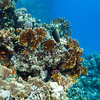 Fire coral garden with Orangespine unicornfish (Naso elegans)