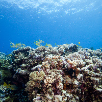 Coral reef 