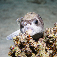 Masked puffer (Arothron diadematus)